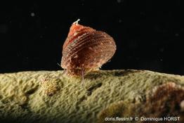 clanculus_corallinus-doho-img_51