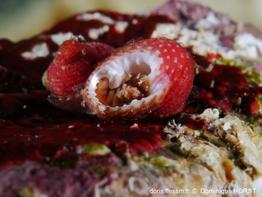 clanculus_corallinus-doho-img_60