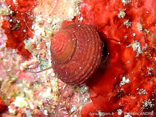 clanculus_corallinus-fran-img_2675