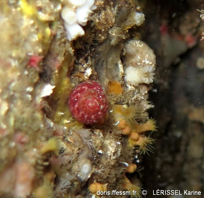 clanculus_corallinus-kale-img_59775