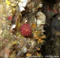 clanculus_corallinus-kale-img_59775