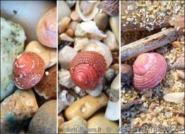 clanculus_corallinus-mimaf-img_01