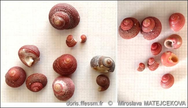 clanculus_corallinus-mimaf-img_02