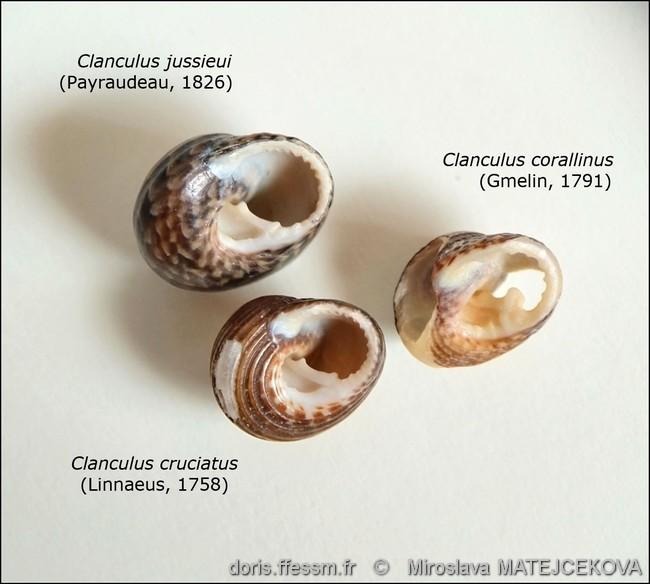 clanculus_corallinus-mimaf-img_03