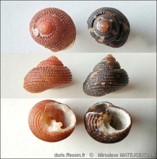 clanculus_corallinus-mimaf-img_04bis