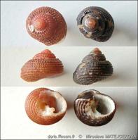 clanculus_corallinus-mimaf-img_04bis