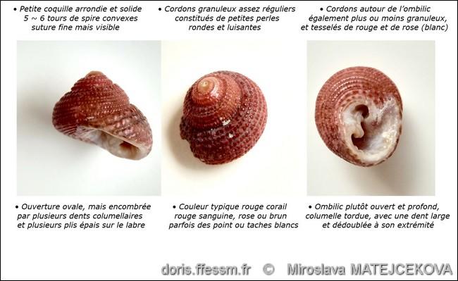 clanculus_corallinus-mimaf-img_05