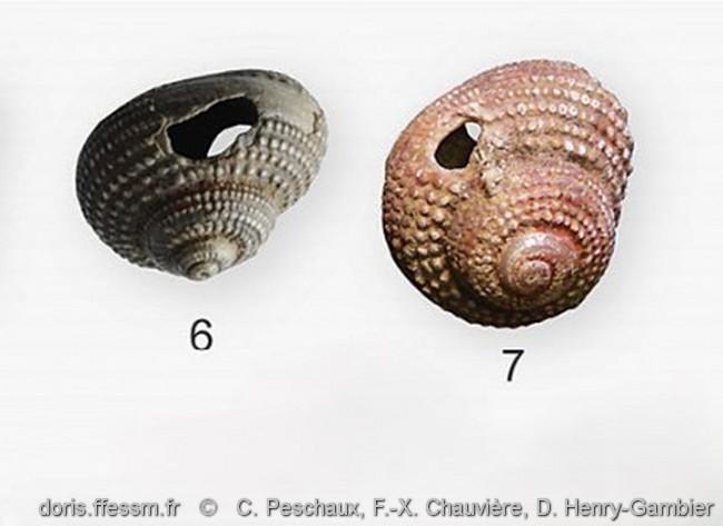 clanculus_corallinus-rda-img_05