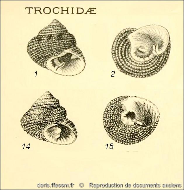 clanculus_corallinus-rda- img_10.19    