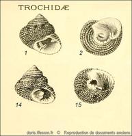 clanculus_corallinus-rda- img_10.19    