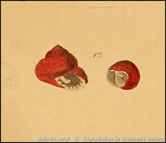 clanculus_corallinus-rda-img_12