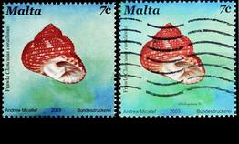 clanculus_corallinus-rda-img_1260