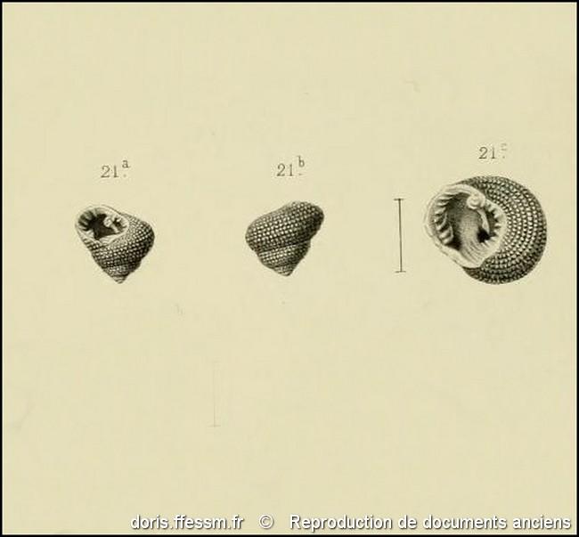 clanculus_corallinus-rda-img_21  
