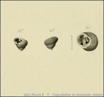 clanculus_corallinus-rda-img_21