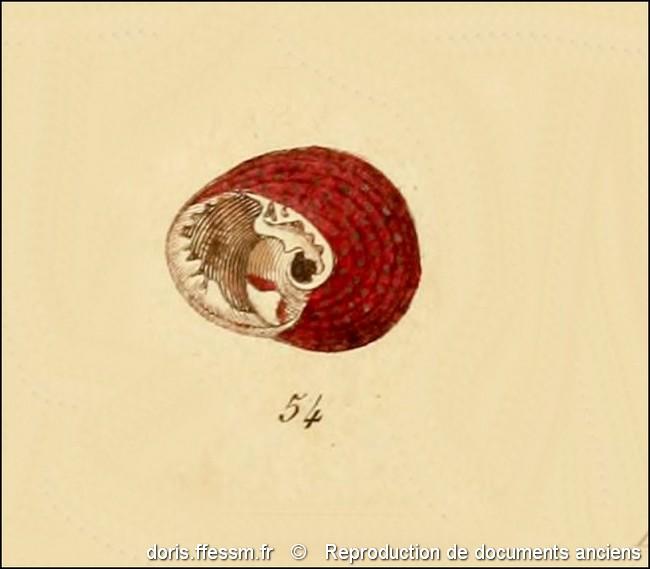 clanculus_corallinus-rda-img_54