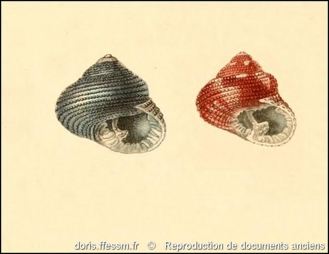 clanculus_corallinus-rda-img_56