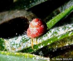 clanculus_corallinus-sabo-img_1200