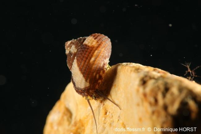 clanculus_cruciatus-doho-img_02