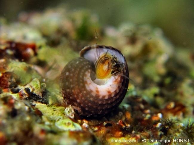 clanculus_cruciatus-doho-img_03