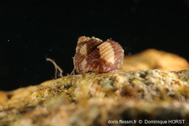 clanculus_cruciatus-doho-img_04
