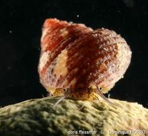 clanculus_cruciatus-doho-img_41