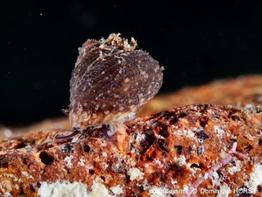 clanculus_cruciatus-doho-img_74