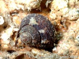 clanculus_cruciatus-fran-img_40640