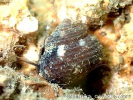 clanculus_cruciatus-fran-img_40641