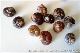 clanculus_cruciatus-mimf-img_06