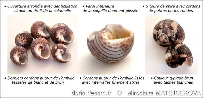 clanculus_cruciatus-mimf-img_07