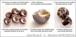clanculus_cruciatus-mimf-img_07