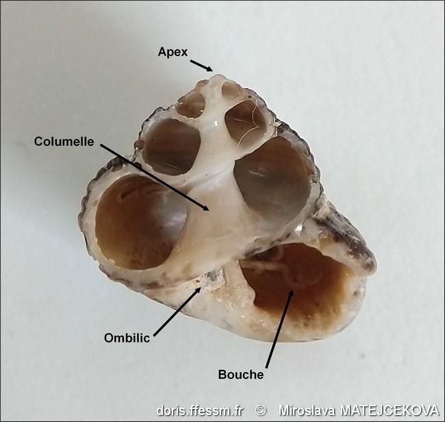 clanculus_cruciatus-mimf-img_09