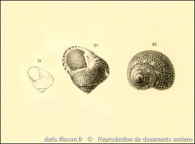 clanculus_cruciatus-rda-img_22