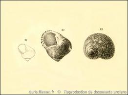 clanculus_cruciatus-rda-img_22