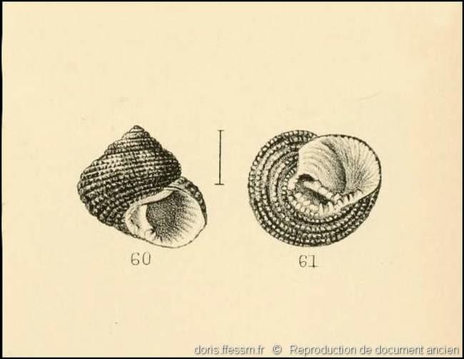 clanculus_cruciatus-rda-img_60-61