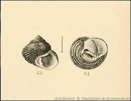 clanculus_cruciatus-rda-img_60-61