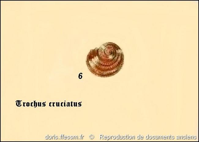 clanculus_cruciatus-rda_06