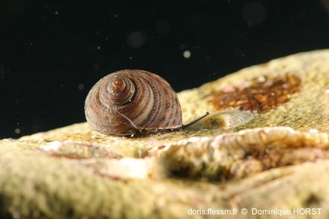 clanculus_jussieui-doho-img_42