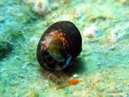 clanculus_jussieui-doho-img_67