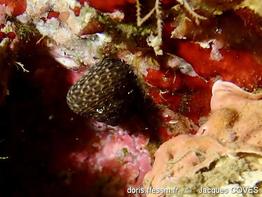 clanculus_jussieui-jaco-img_56901
