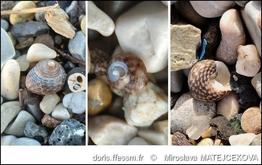 clanculus_jussieui-mima-img_10