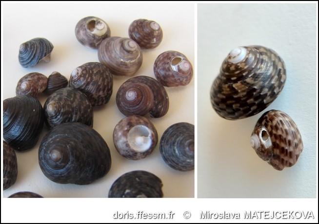 clanculus_jussieui-mima-img_11