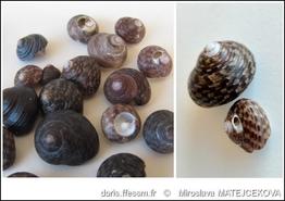 clanculus_jussieui-mima-img_11