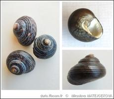 clanculus_jussieui-mima-img_12