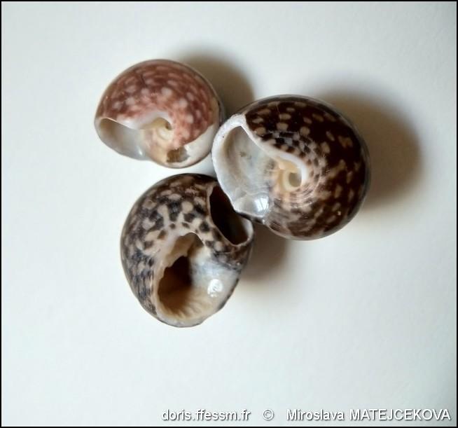 clanculus_jussieui-mima-img_13