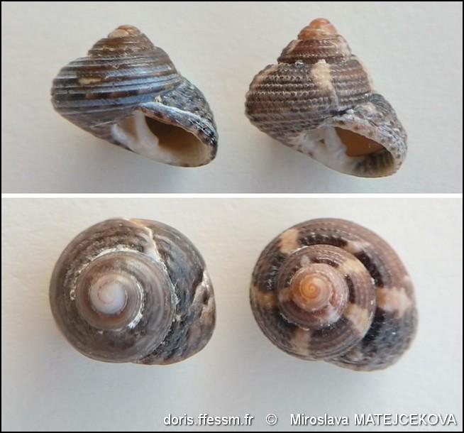 clanculus_jussieui-mima-img_14