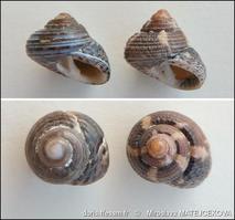 clanculus_jussieui-mima-img_14