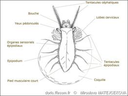 clanculus_jussieui-mima-img_15