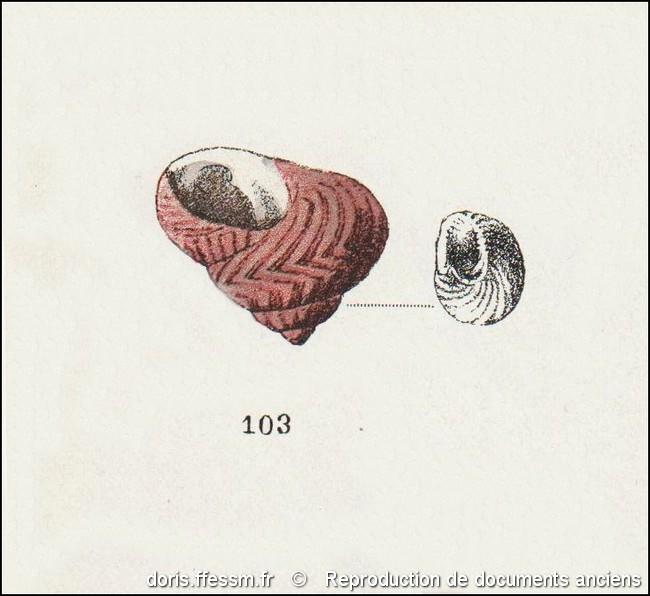 clanculus_jussieui-rda-img_103