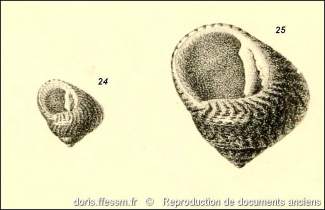clanculus_jussieui-rda-img_198